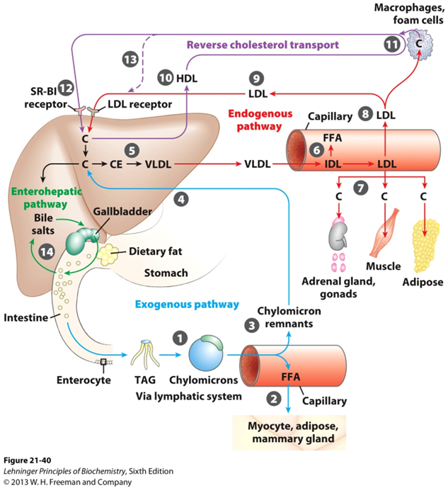 lipid